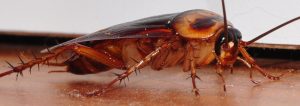 Cockroach control services
