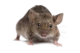 Pest Control Services in Mombasa